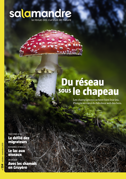 Champignons des forêts – Les petits livres de la nature - e-Librairie  Forêt.Nature/Salamandre